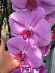 giga méretű orchidea a tenyérhez képest