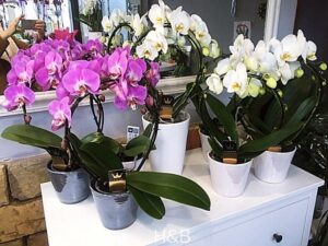 hajlított orchideák különböző színekben