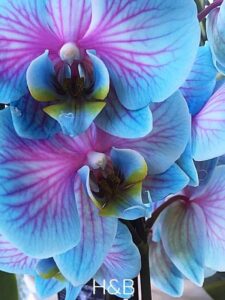 kék orchidea