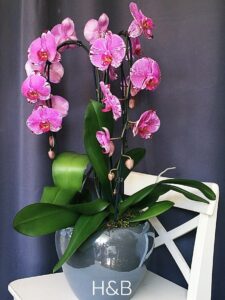 különleges pettyes óriás orchidea