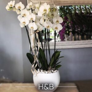 orchidea