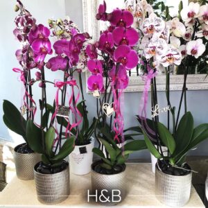 orchidea_xxkerulet