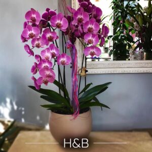 orchidea_xxkerulet