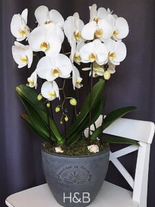 óriás fehér orchidea válogatás
