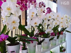 rengeteg orchidea az ablakunkban