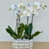 Orchidea beültetés