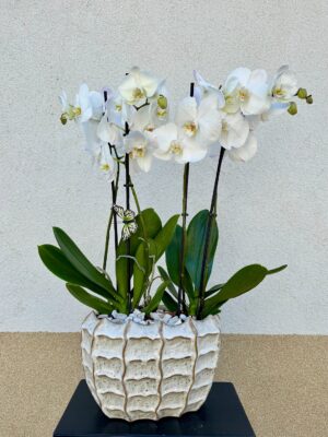 Orchidea beültetés