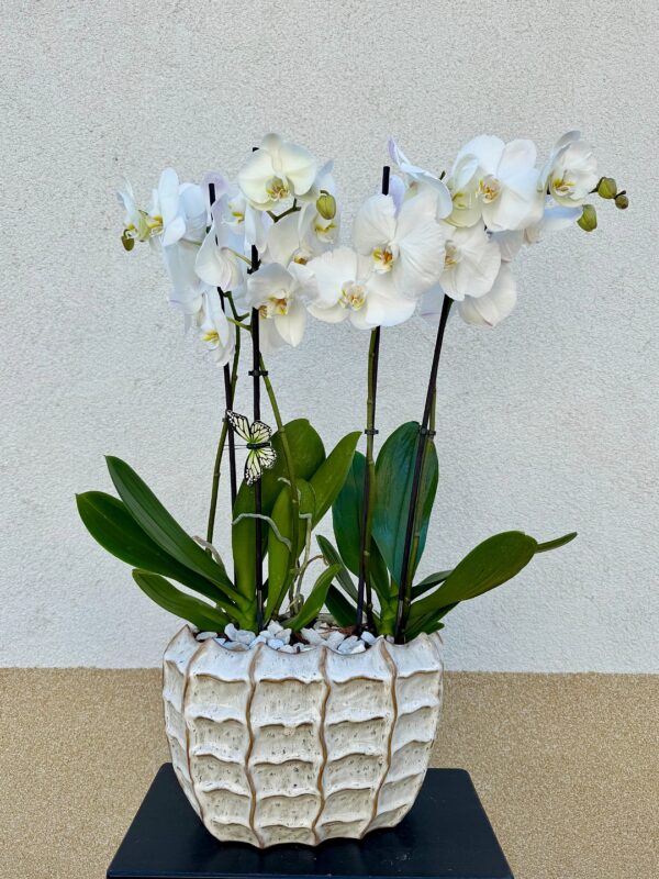 Orchidea beültetés
