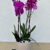 Orchidea beültetés