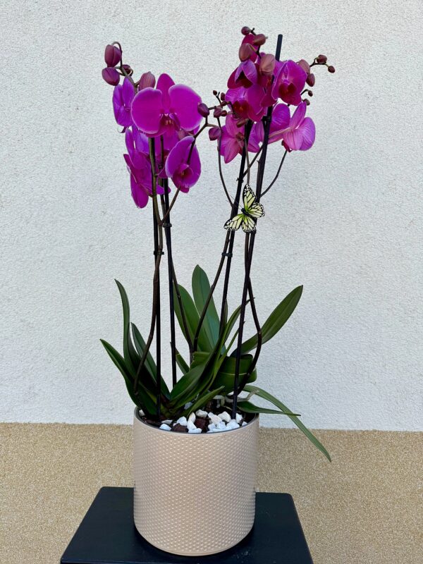 Orchidea beültetés