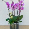 Orchidea beültetés