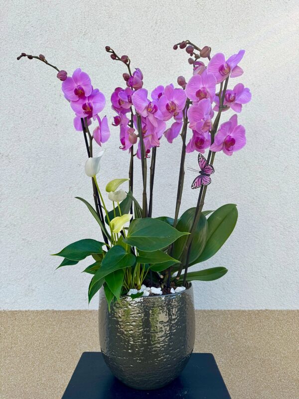 Orchidea beültetés