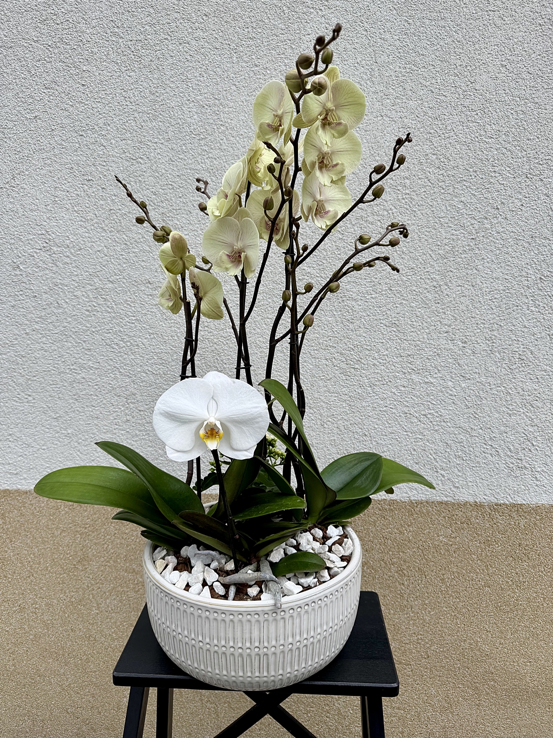 orchidea_beultetes