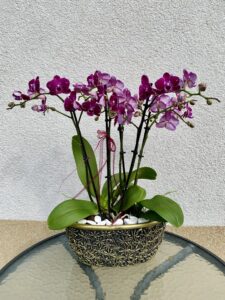 elegens_orchidea_beultetes