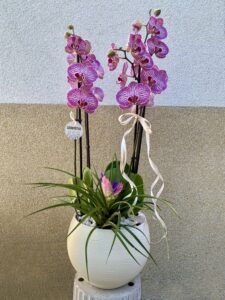 orchidea_beultetes