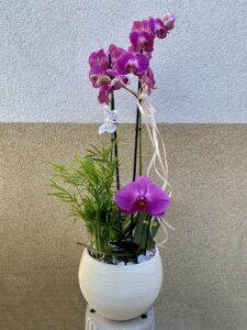 orchidea_beultetes_lila