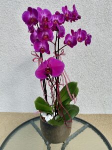 pink_orchidea_beultetes